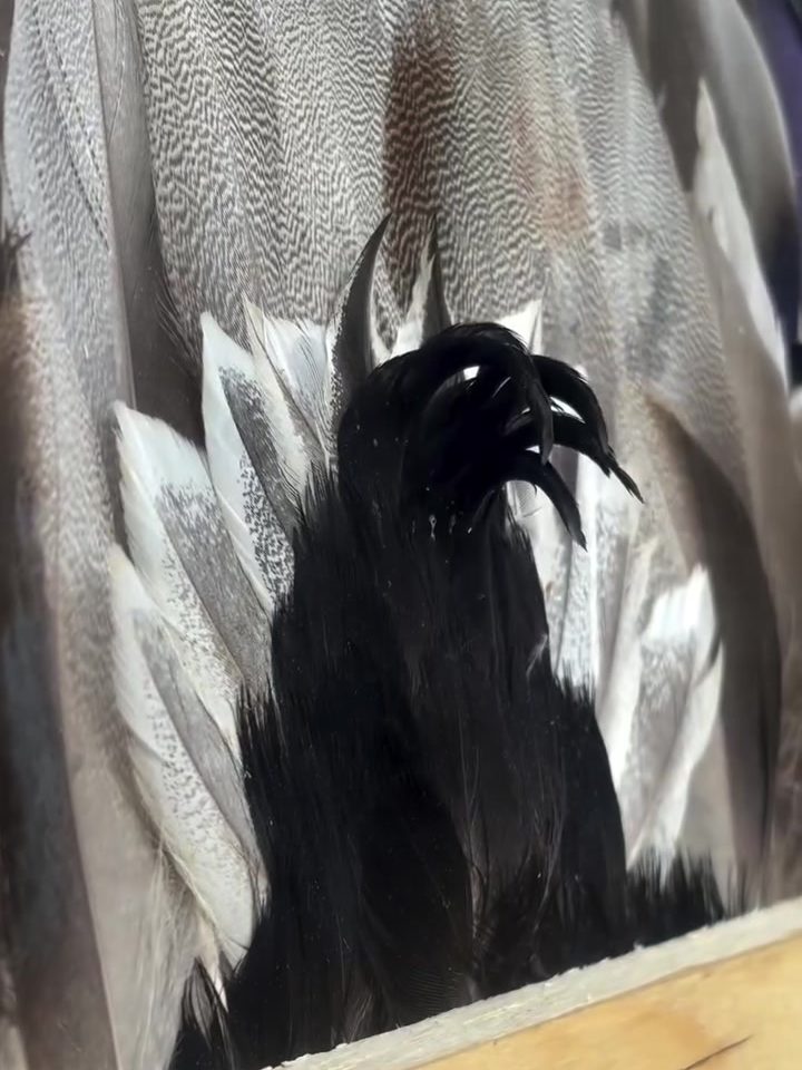 Close-up of a drake's breast and cape feathers in a finished piece
