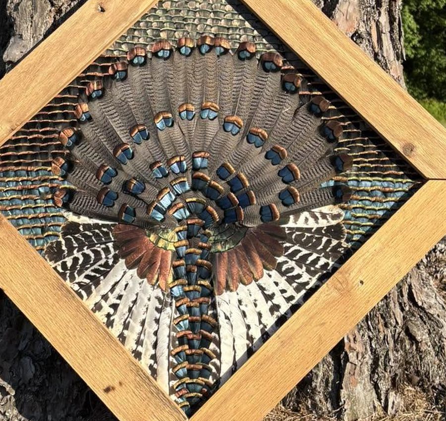Close-up of an Eastern turkey fan with bronze and blue banding inside a pine diamond frame