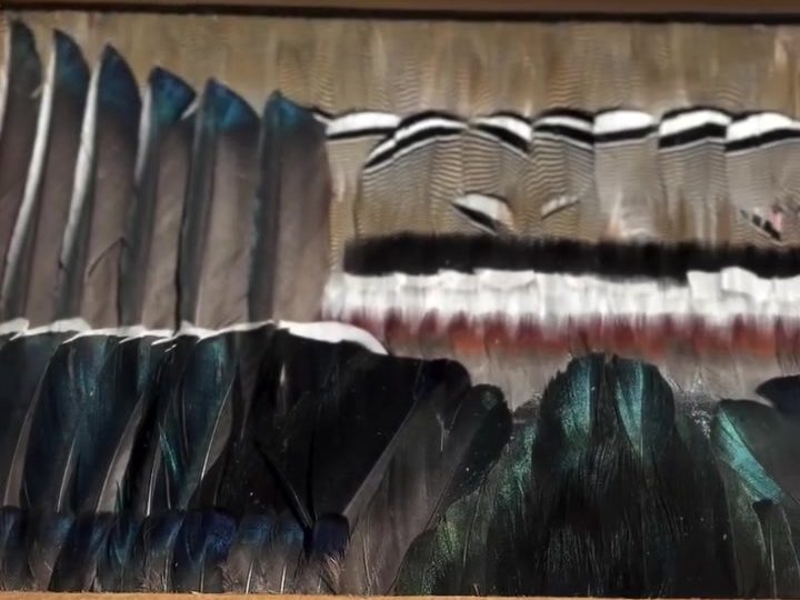 Close-up of iridescent duck wing feathers set inside a cedar frame